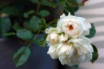 Rosen