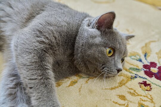 Beautiful gray british cat lying on the carpet at home