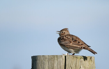 A side view of a singing skylark perching on a wooden fence post against a blue sky background. 