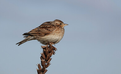 Fototapeta premium A skylark perching on a plant against a blue sky background. 