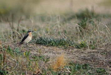 A northern wheatear perching on sandy ground on the English coast. 