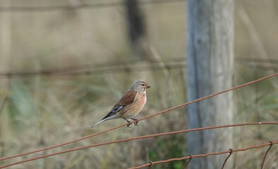 A linnet perching on a rusty wire fence.  