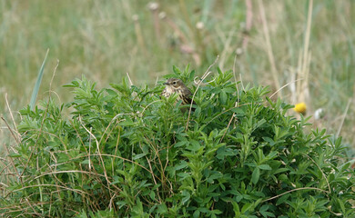 A meadow pipit perching in a green bush. 