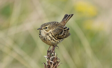 A close-up shot of a meadow pipit perching on a tall plant against a defocused background. 