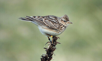 A skylark perching on a plant against a blurry green  background. 