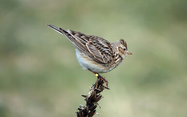 A beautiful profile view of a skylark against a defocused green background. 