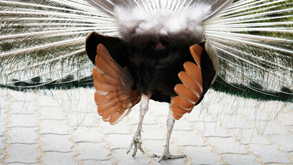 Rear view closeup tail of a male peacock.Natural park,zoo,exotic bird.Peacock feather texture
