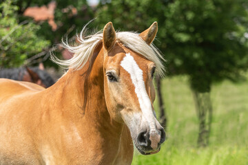 Head portrait of a haflinger horse on a pasture in summer outdoors