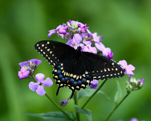 Eastern Black swallowtail butterfly pollinating Dame's Rocket flowers in a garden 
