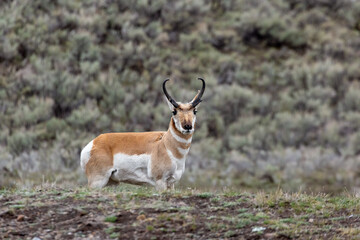 Pronghorn in Yellow National Park