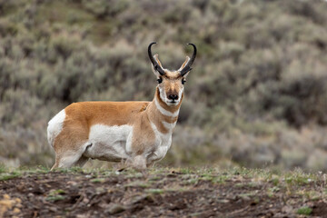 Pronghorn in Yellow National Park