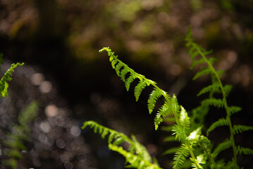 A young leaf of a fern on the background of a blurred forest. Part of a leaf with lobes. Blooms in spring. Selective focus.