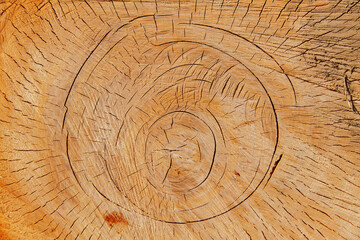a section of a tree trunk with annual rings