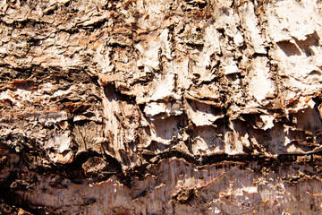 the texture of the bark of a tree close-up