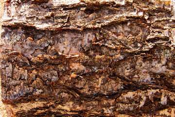 the texture of the bark of a tree close-up