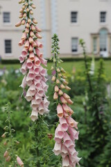 fox gloves in front of manner house © OllieT