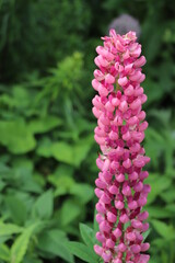 close up of pink flower