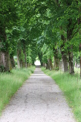 Fototapeta premium path in the park