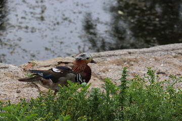 mandarin duck by pond
