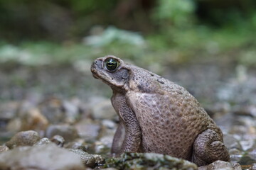 bufo