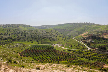 Irbid, Jordan : nature and trees in Umm Qais road