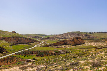 Fototapeta na wymiar Irbid, Jordan : nature and trees in Umm Qais road
