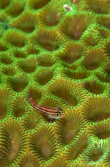 tiny, stripped fish rests on the bright florescent green reef