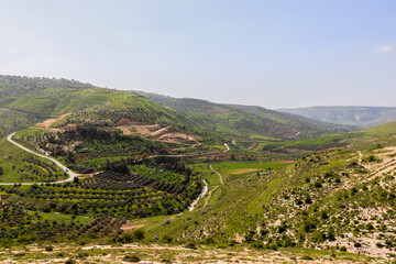 Irbid, Jordan : nature and trees in Umm Qais road