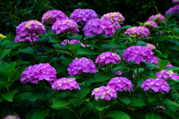 紫陽花