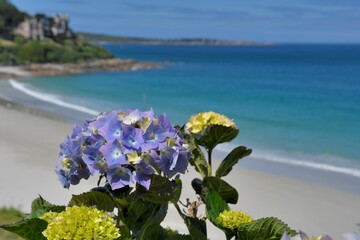 Beautiful hydrangeas ovec a beach in Brittany France