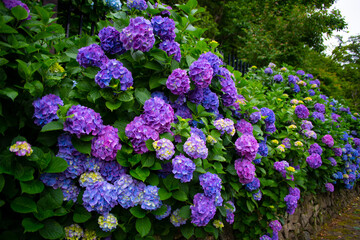 紫陽花
