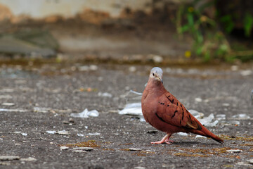 bird known as the Common Ground-Dove( Columbina passerina ), perched on a dirty floor, under soft light on a cloudy day.