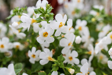 Ornamental bacopa flowers - Latin name - Chaenostoma cordatum. Bacopa monnieri, herb Bacopa is a medicinal herb used in Ayurveda, also known as Brahmi, a herbal memory