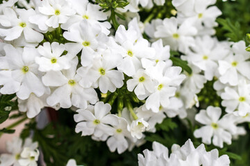 Blooming lovely white Common Garden verbena or rose vervain (verbena peruviana) is small lovely flower in blue, violet, purple, rose, dark red, yellow, white and bicolor ,use as an ornamental plant.