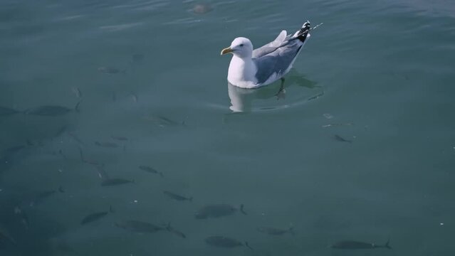 A seagull standing on the water and a flock of fish in the sea