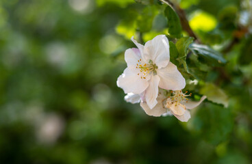 Pink and white apple blossom flowers on tree in springtime