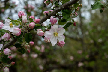 Pink and white apple blossom flowers on tree in springtime