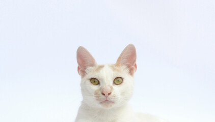 Close up of a cat head looking straight into the camera on a white background