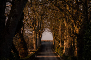 tunnel in the woods