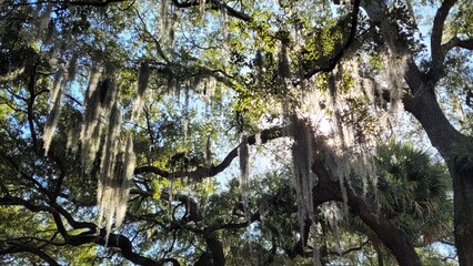 Tree with Draping Spanish Moss
