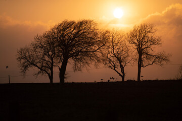 sunset in the forest