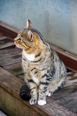 横を向いた野良猫