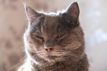 The cat is lying in the sunlight. Portrait of a cat, chartreuse. Comfort, comfort, laziness.