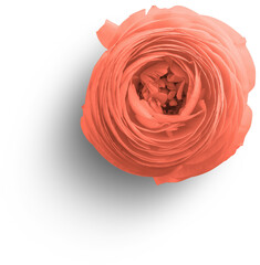 Ranunculus Flower