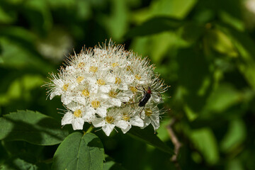 Inflorescences on a spirea bush. Spiraea (lat. Spiraea) is a genus of deciduous ornamental shrubs of the pink family (Rosaceae).