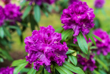 Purple rhododendron flowers, Cirava, Latvia.