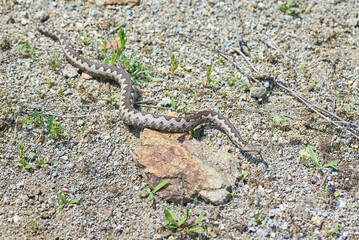 Nose-Horned Viper male in natural habitat (Vipera ammodytes)