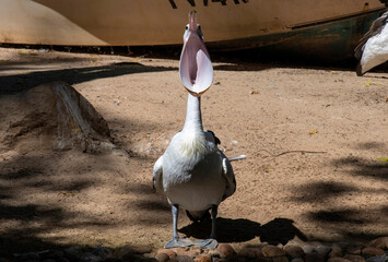 Australian Pelican (Pelecanus conspicillatus)