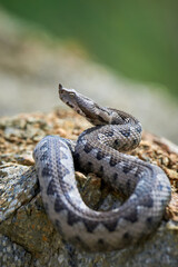 Nose-Horned Viper male in natural habitat (Vipera ammodytes)