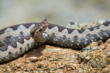 Nose-Horned Viper male in natural habitat (Vipera ammodytes)